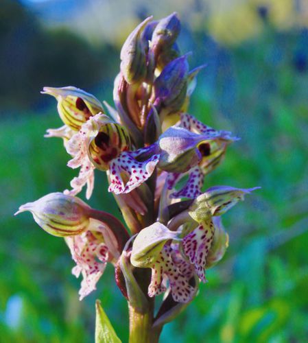 Flora of South Pelion