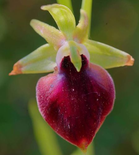 Flora of South Pelion