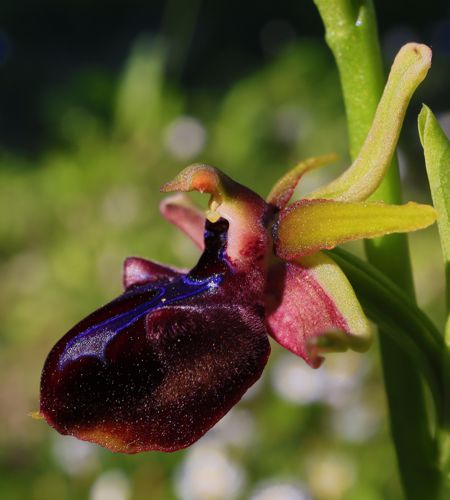 Ophrys mammosa Χλωρίδα του Νοτίου Πηλίου