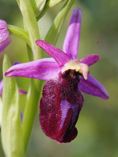 Flora of South Pelion