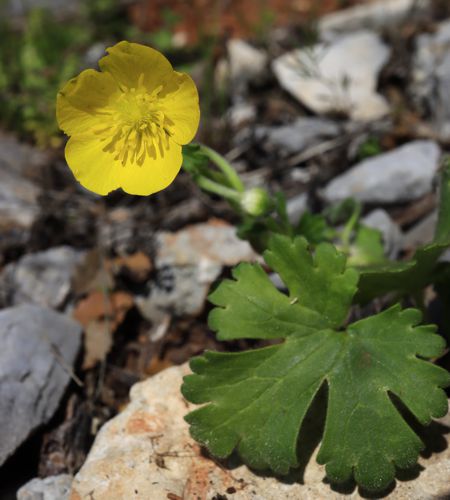 Flora of South Pelion