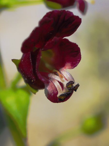 Flora of South Pelion