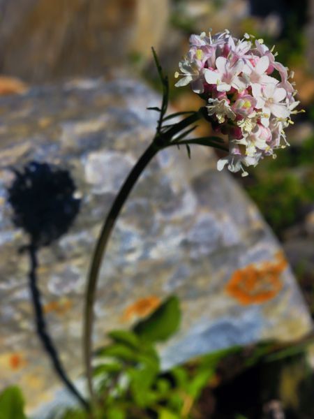 Flora of South Pelion