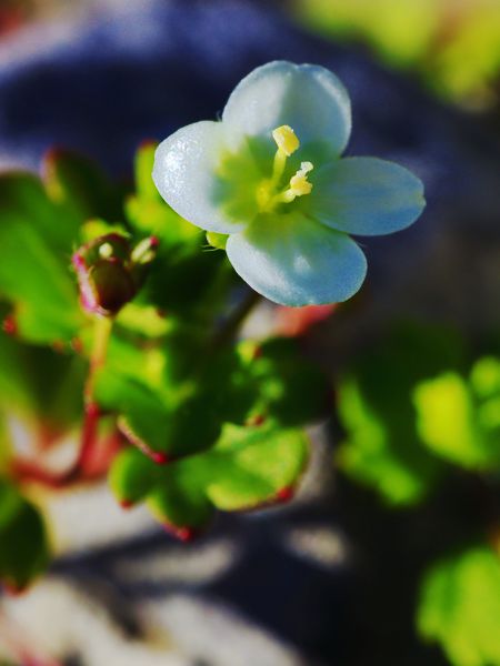 Flora of South Pelion