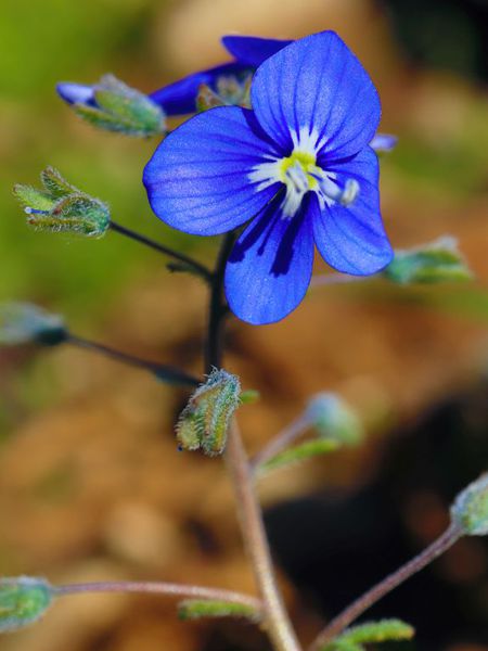 Flora of South Pelion