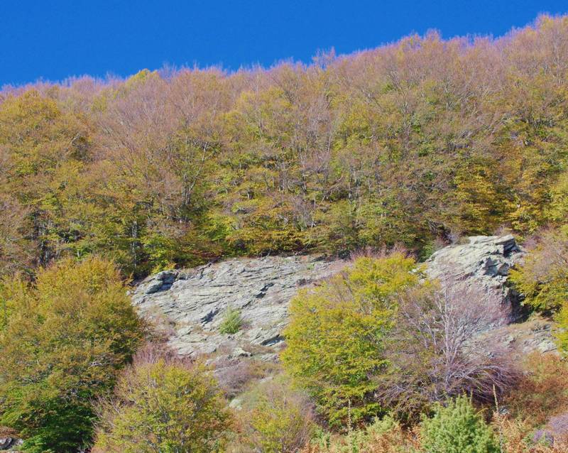 Pelion topoGuides: The beech forest