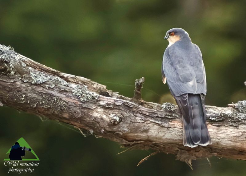 Τα πουλιά της Ροδόπης: Ξεφτέρι (Accipiter nisus) Ροδόπη topoguide