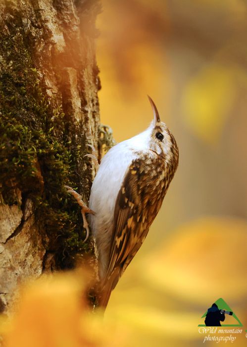 Τα πουλιά της Ροδόπης: Βουνοδεντροβάτης (Certhia familiaris) Ροδόπη topoguide