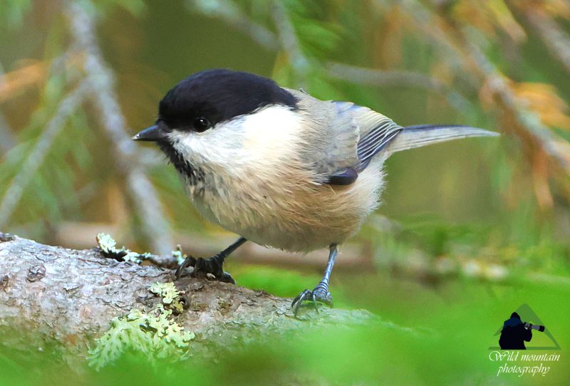 Τα πουλιά της Ροδόπης: Βουνοπαπαδίτσα (Poecile montanus) Ροδόπη topoguide