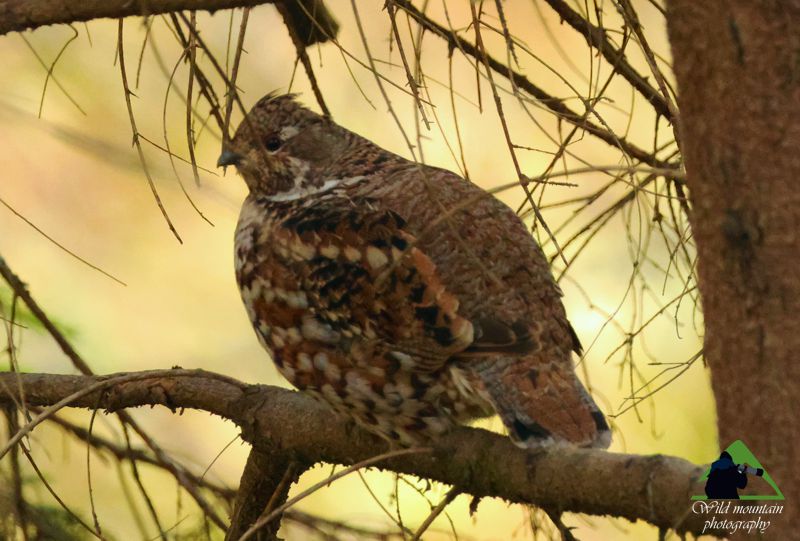 Δασόκοτα (Tetrastes bonasia) Ροδόπη topoguide