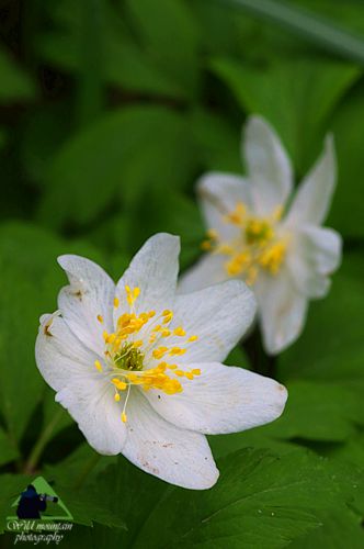 Η χλωρίδα της Ροδόπης: Anemone nemorosa Εθνικό Πάρκο Οροσειράς Ροδόπης