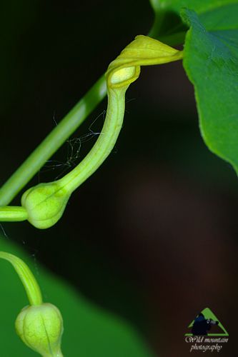 Η χλωρίδα της Ροδόπης: Aristolochia pallida Εθνικό Πάρκο Οροσειράς Ροδόπης