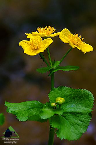 Η χλωρίδα της Ροδόπης: Caltha palustris subsp. palustris Εθνικό Πάρκο Οροσειράς Ροδόπης