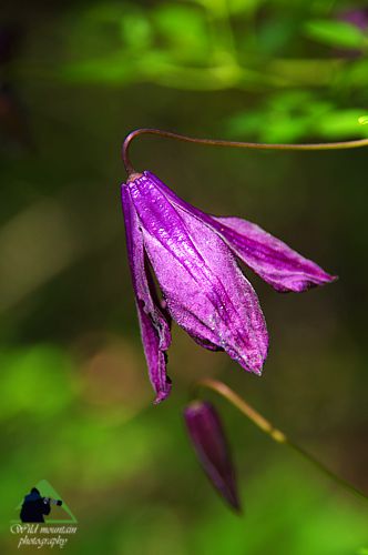 Η χλωρίδα της Ροδόπης: Clematis viticella Εθνικό Πάρκο Οροσειράς Ροδόπης
