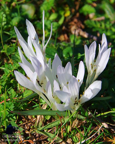 Η χλωρίδα της Ροδόπης: Colchicum atticum Εθνικό Πάρκο Οροσειράς Ροδόπης