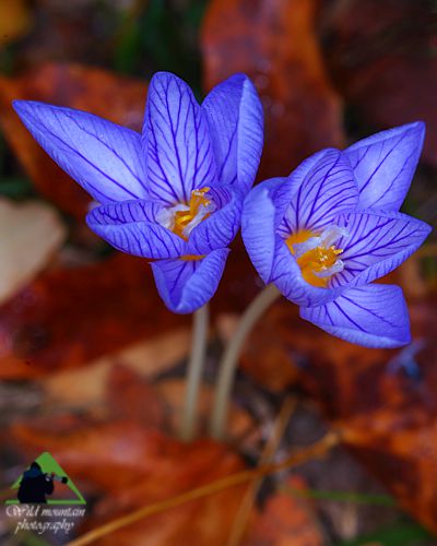 Η χλωρίδα της Ροδόπης: Crocus pulchellus Εθνικό Πάρκο Οροσειράς Ροδόπης