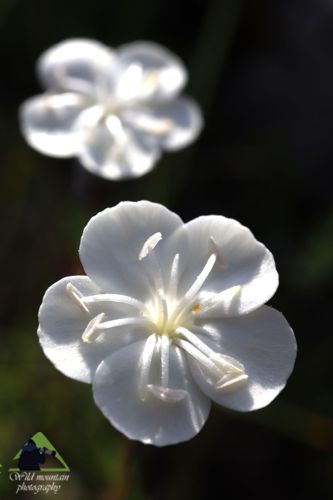 Η χλωρίδα της Ροδόπης: Dianthus integer Εθνικό Πάρκο Οροσειράς Ροδόπης