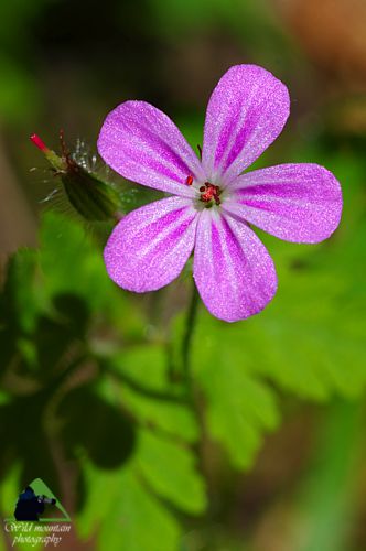 Η χλωρίδα της Ροδόπης: Geranium robertianum Εθνικό Πάρκο Οροσειράς Ροδόπης