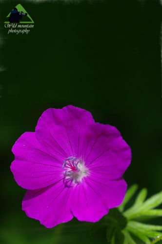 Η χλωρίδα της Ροδόπης: Geranium sanguineum Εθνικό Πάρκο Οροσειράς Ροδόπης