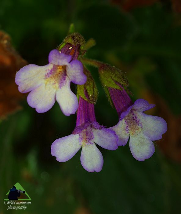 Η χλωρίδα της Ροδόπης: Haberlea rhodopensis, σπάνιο χασμόφυτο της Ροδόπης Εθνικό Πάρκο Οροσειράς Ροδόπης