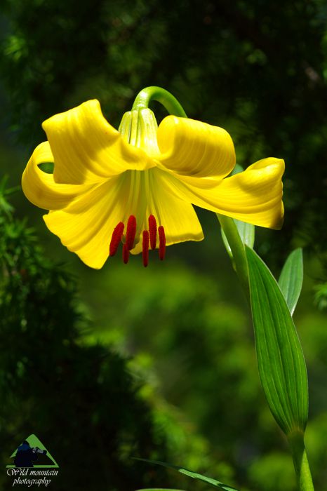 Η χλωρίδα της Ροδόπης: Lilium rhodopeum, ενδημικό της Ροδόπης Εθνικό Πάρκο Οροσειράς Ροδόπης
