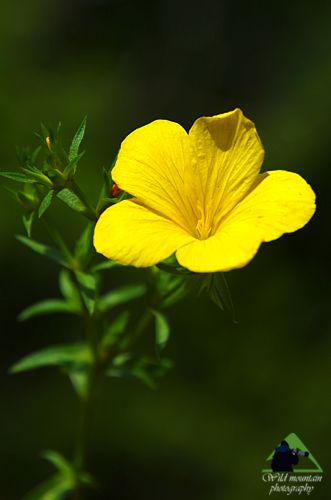 Η χλωρίδα της Ροδόπης: Linum elegans Εθνικό Πάρκο Οροσειράς Ροδόπης