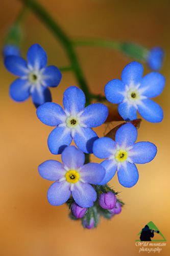 Η χλωρίδα της Ροδόπης: Myosotis nemorosa Εθνικό Πάρκο Οροσειράς Ροδόπης