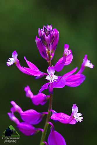 Η χλωρίδα της Ροδόπης: Polygala major Εθνικό Πάρκο Οροσειράς Ροδόπης