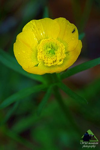 Η χλωρίδα της Ροδόπης: Ranunculus acris subsp. acris Εθνικό Πάρκο Οροσειράς Ροδόπης