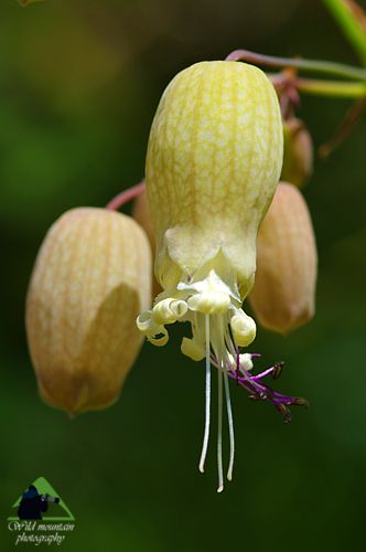 Η χλωρίδα της Ροδόπης: Silene vulgaris subsp. vulgaris Εθνικό Πάρκο Οροσειράς Ροδόπης