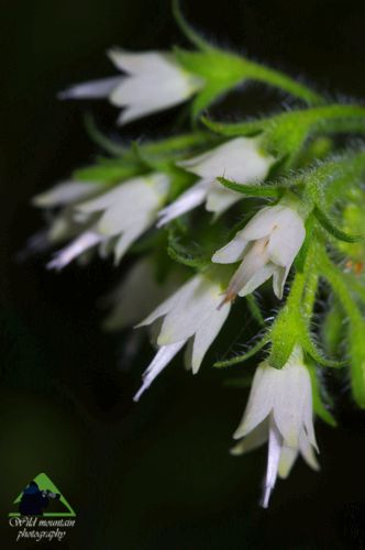 Η χλωρίδα της Ροδόπης: Symphytum ottomanum Εθνικό Πάρκο Οροσειράς Ροδόπης