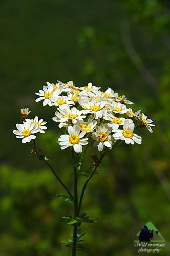Η χλωρίδα της Ροδόπης: Tanacetum corymbosum Εθνικό Πάρκο Οροσειράς Ροδόπης