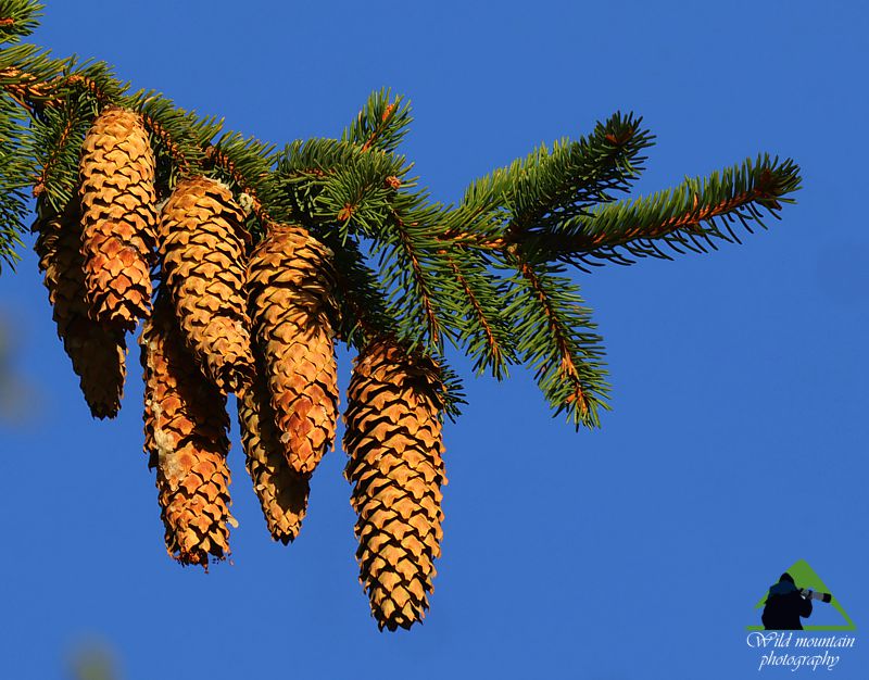Τοπίο και βιότοποι της Ροδόπης: Τα χαρακτηριστικά κουκουνάρια της Ερυθρελάτης (Picea abies) Ροδόπη topoguide