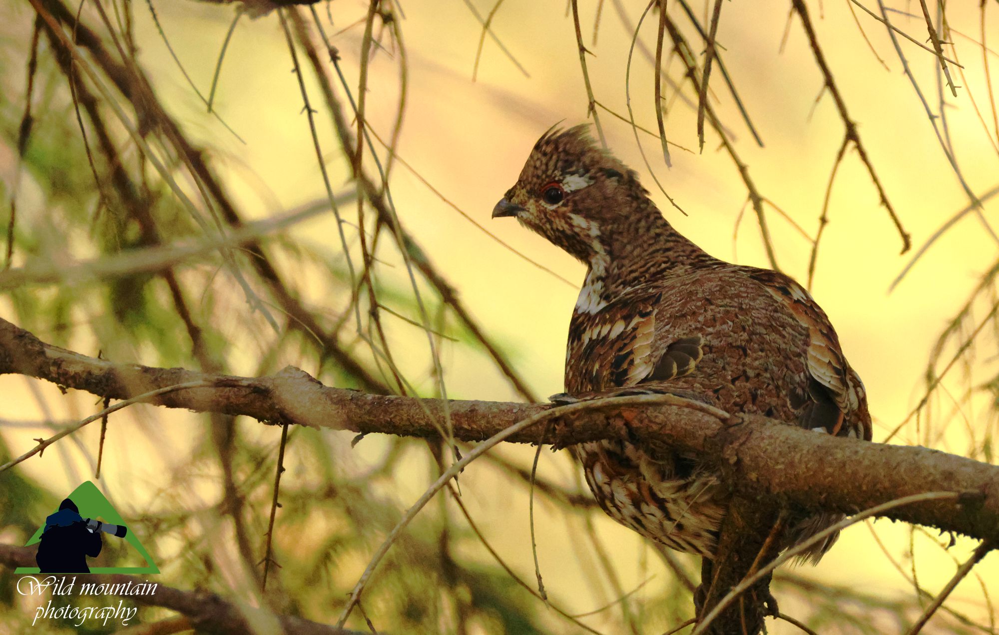 Τοπίο και βιότοποι της Ροδόπης: Δασόκοτα (Tetrastes bonasia) Τοπίο και βιότοποι της Ροδόπης: Δασόκοτα (Tetrastes bonasia)