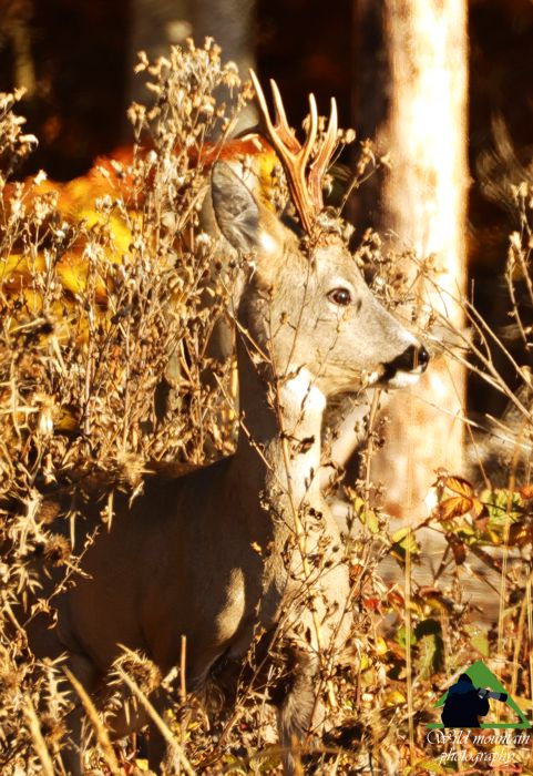 Τοπίο και βιότοποι της Ροδόπης: Ζαρκάδι (Capreolus capreolus) Ροδόπη topoguide