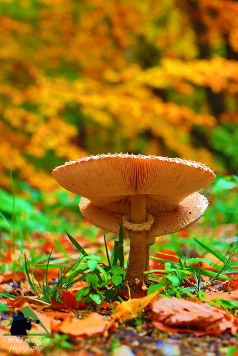 Τοπίο και βιότοποι της Ροδόπης: Lepiota procera στη Χαϊντού Ροδόπη topoguide