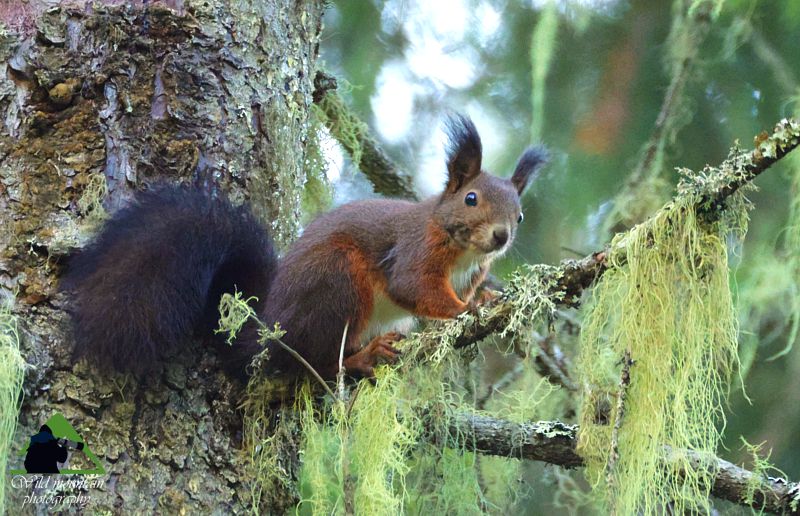 Τοπίο και βιότοποι της Ροδόπης: Σκίουρος (Sciurus vulgaris) Ροδόπη topoguide