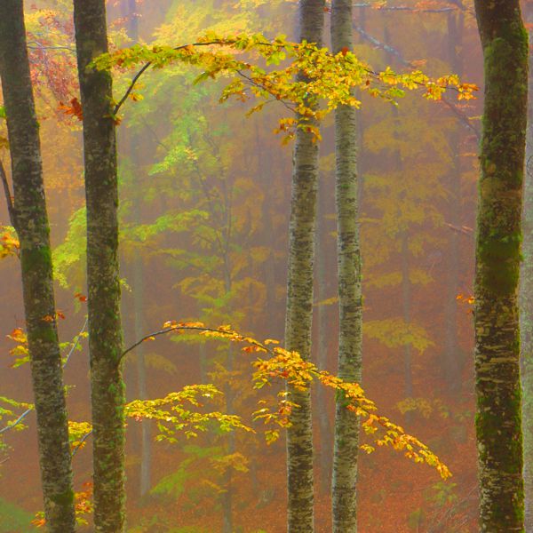 Τοπίο και βιότοποι της Ροδόπης: Δάσος Οξιάς Ροδόπη topoguide