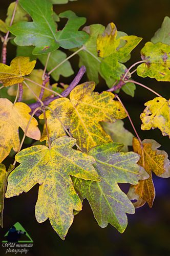 Βλάστηση και τοπία της Ροδόπης: Πεδινό σφενδάμι (Acer campestre) Εθνικό Πάρκο Οροσειράς Ροδόπης