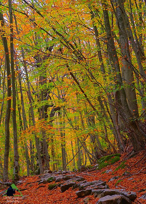 Βλάστηση και τοπία της Ροδόπης: Στις οξιές (Fagus sylvatica) Εθνικό Πάρκο Οροσειράς Ροδόπης