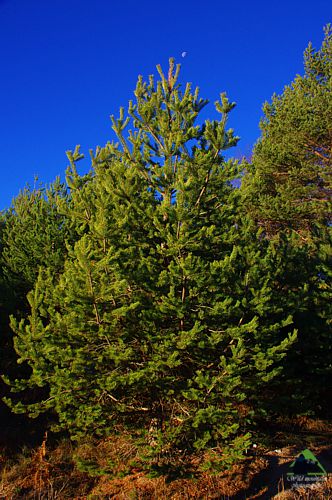 Βλάστηση και τοπία της Ροδόπης: Δασόπευκο (Pinus sylvestris) Εθνικό Πάρκο Οροσειράς Ροδόπης