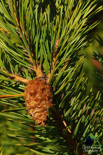 Βλάστηση και τοπία της Ροδόπης: Τα κουκουνάρια της Ερυθρελάτης Εθνικό Πάρκο Οροσειράς Ροδόπης