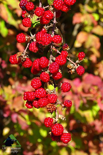 Βλάστηση και τοπία της Ροδόπης: Βατόμουρα (Rubus sp.) Εθνικό Πάρκο Οροσειράς Ροδόπης