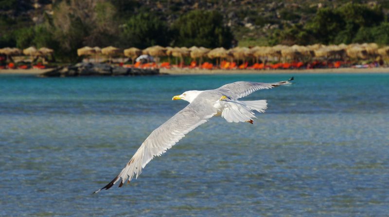 Τα πουλιά της Ελλάδας: Larus michahellis Τα πουλιά της Ελλάδας