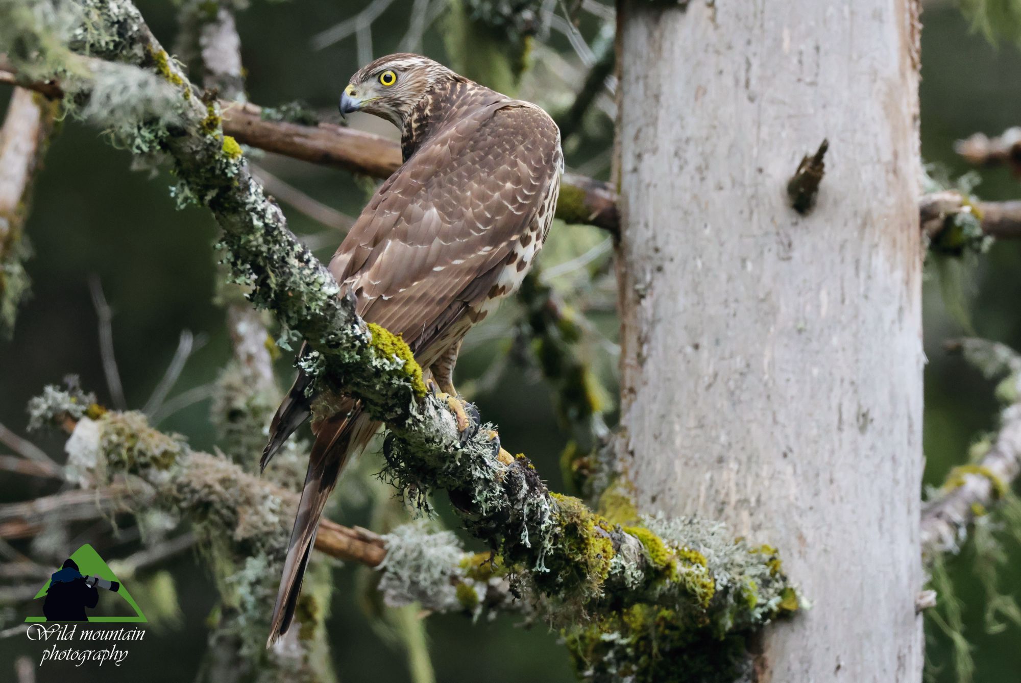 Τα πουλιά της Ελλάδας: Το Διπλοσάινο (Accipiter gentilis)