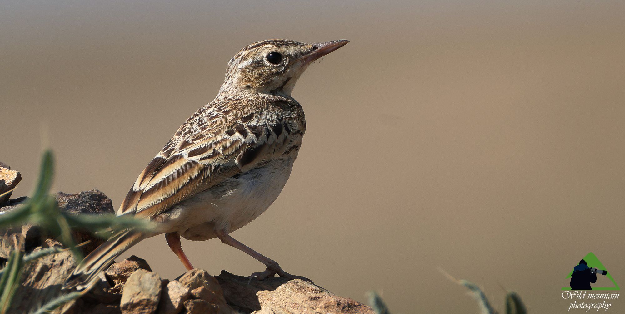 Τα πουλιά της Ελλάδας: Η Ωχροκελάδα (Anthus campestris)