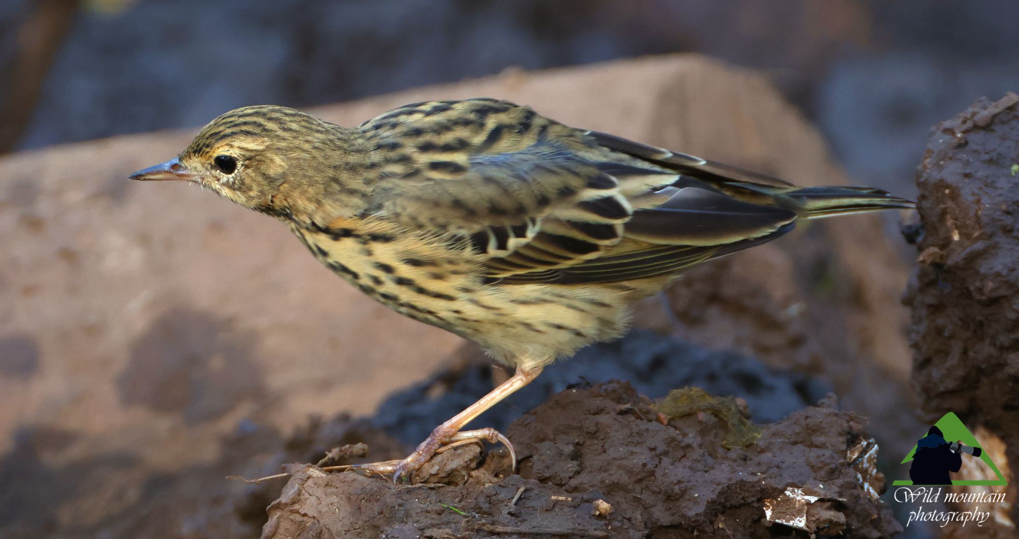 Τα πουλιά της Ελλάδας: Η Δεντροκελάδα (Anthus trivialis)