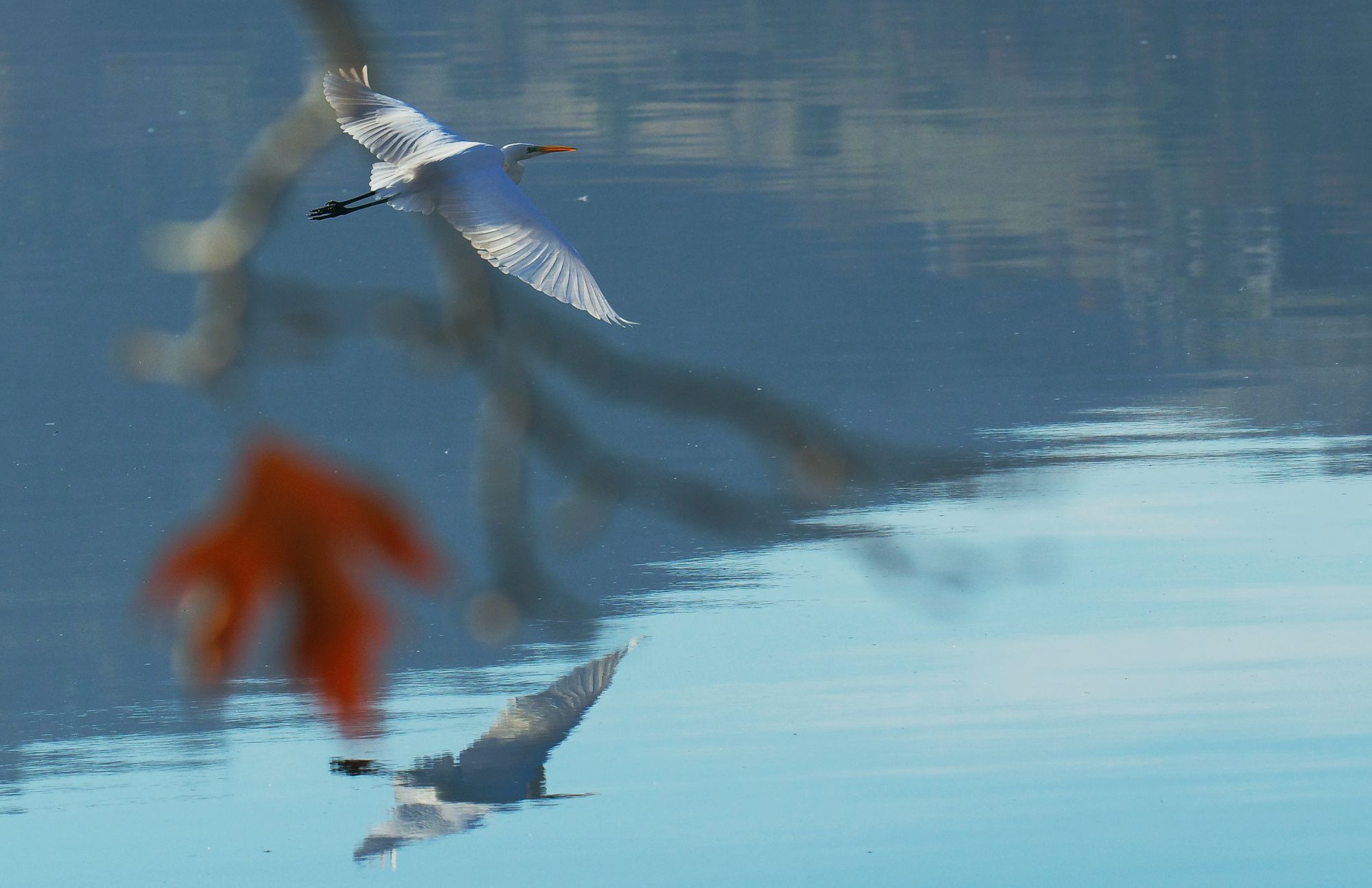 Τα πουλιά της Ελλάδας: Ο Αργυροτσικνιάς (Ardea alba)