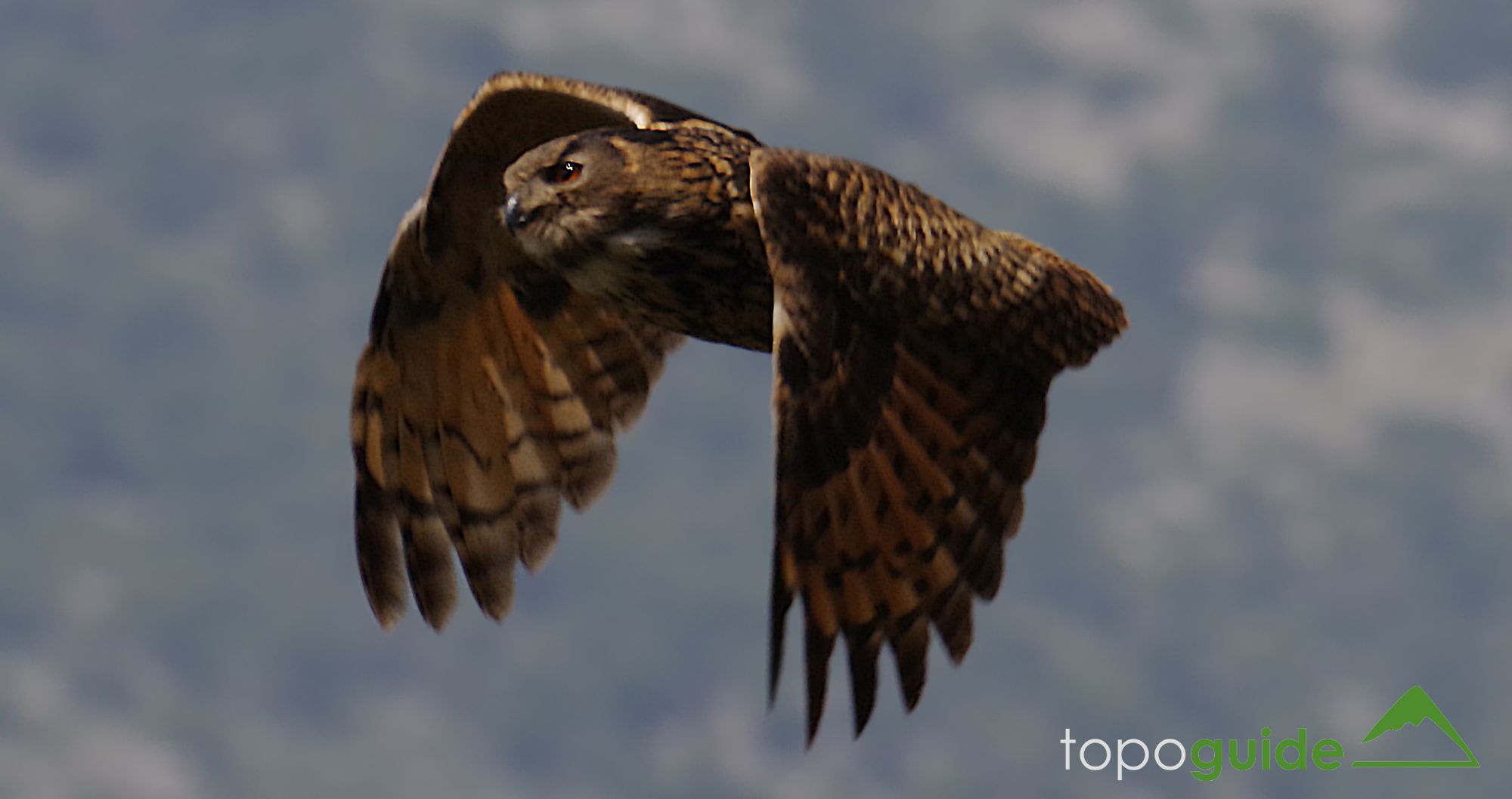 Τα πουλιά της Ελλάδας: Ο Μπούφος (Bubo bubo)