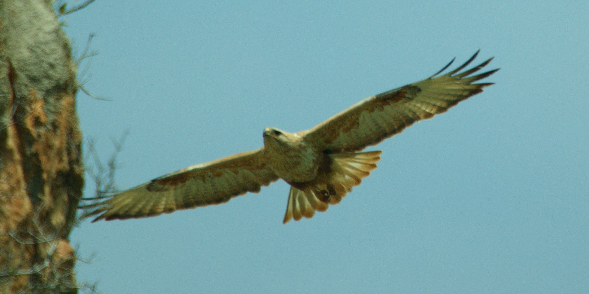 Τα πουλιά της Ελλάδας: Η Αετογερακίνα (Buteo rufinus)